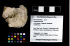 Foto (Objekt + Etikett) von Galatheidae indet.  (NHMW-GEO-2014-0194-0955)